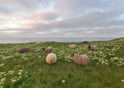Heidschnucken auf Helgoland, mit Gräsern und Schafgarbe blühender Küstenstreifen, im Hintergrund die Nordsee