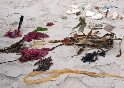 Strandgut der Natur: Algen, Steine, Federn im Sand liegend