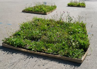 zwei Quadratmeter großes Tablett, mit Wildblumen bepflanzt, steht auf weitläufiger Betonfläche