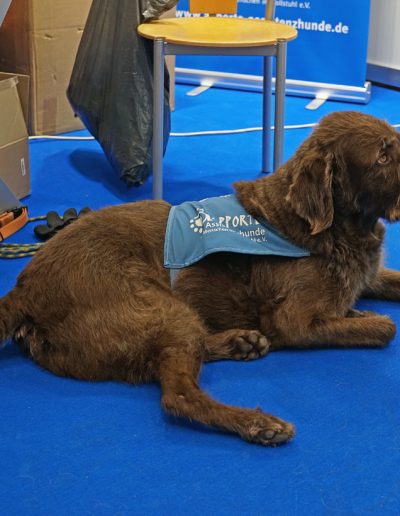 Assistenzhund, größerer Mischling, liegt auf Teppich am Messestand